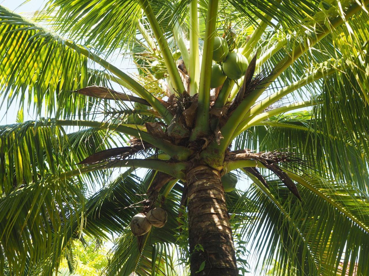 Coconut Bungalow Nai Yang Beach Exteriör bild